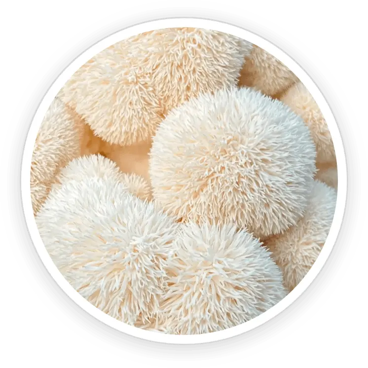 PrimeBiome ingredient-8